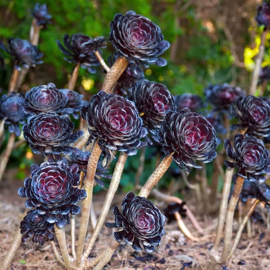 Black Rose Aeonium