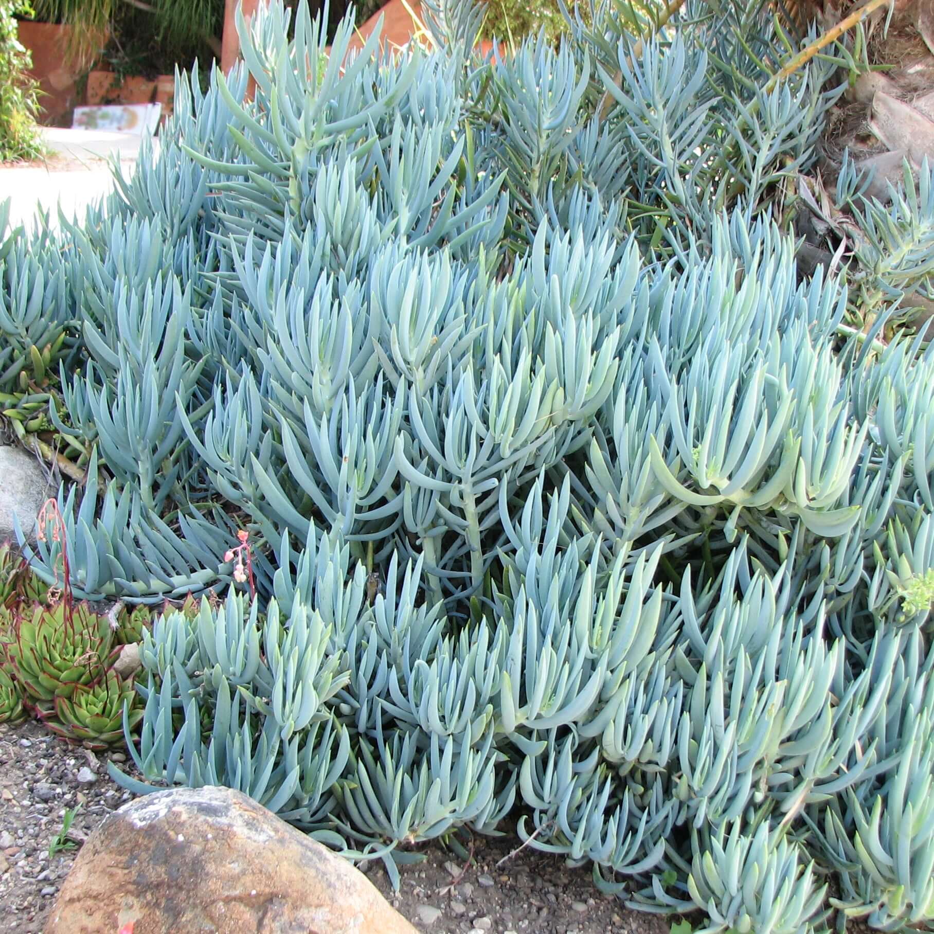 Blue Chalksticks