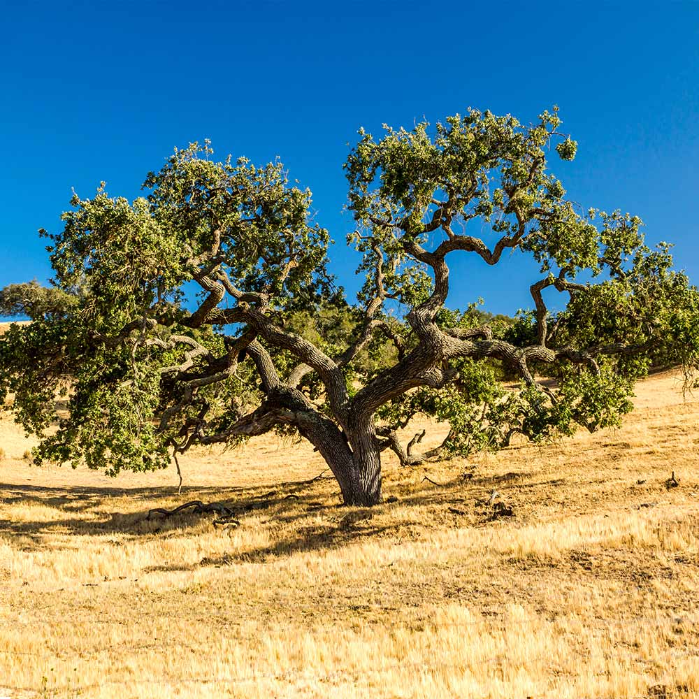 Coast Live Oak