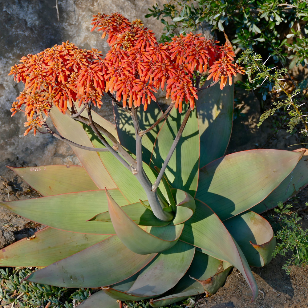 Coral Aloe