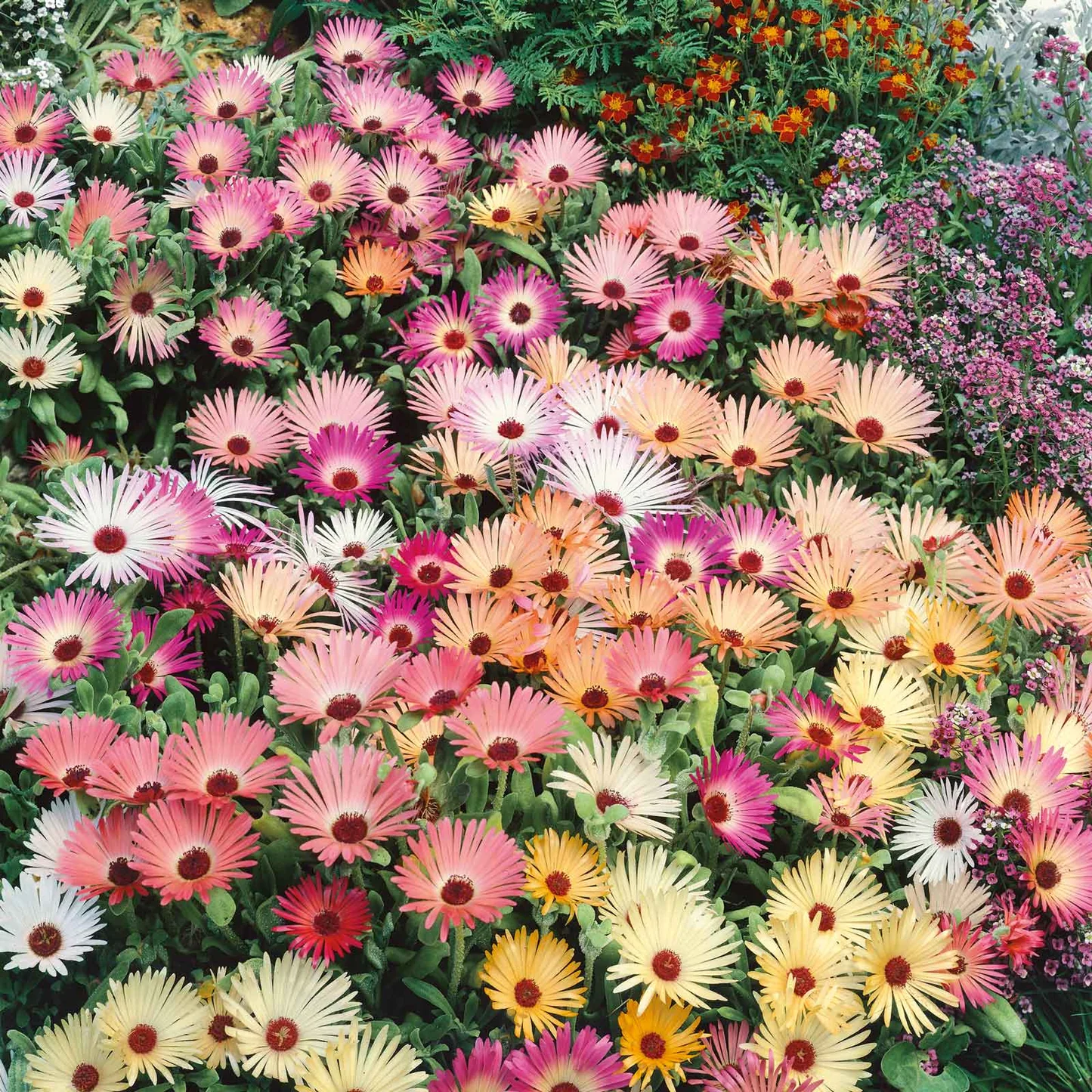 Daisy Iceplant