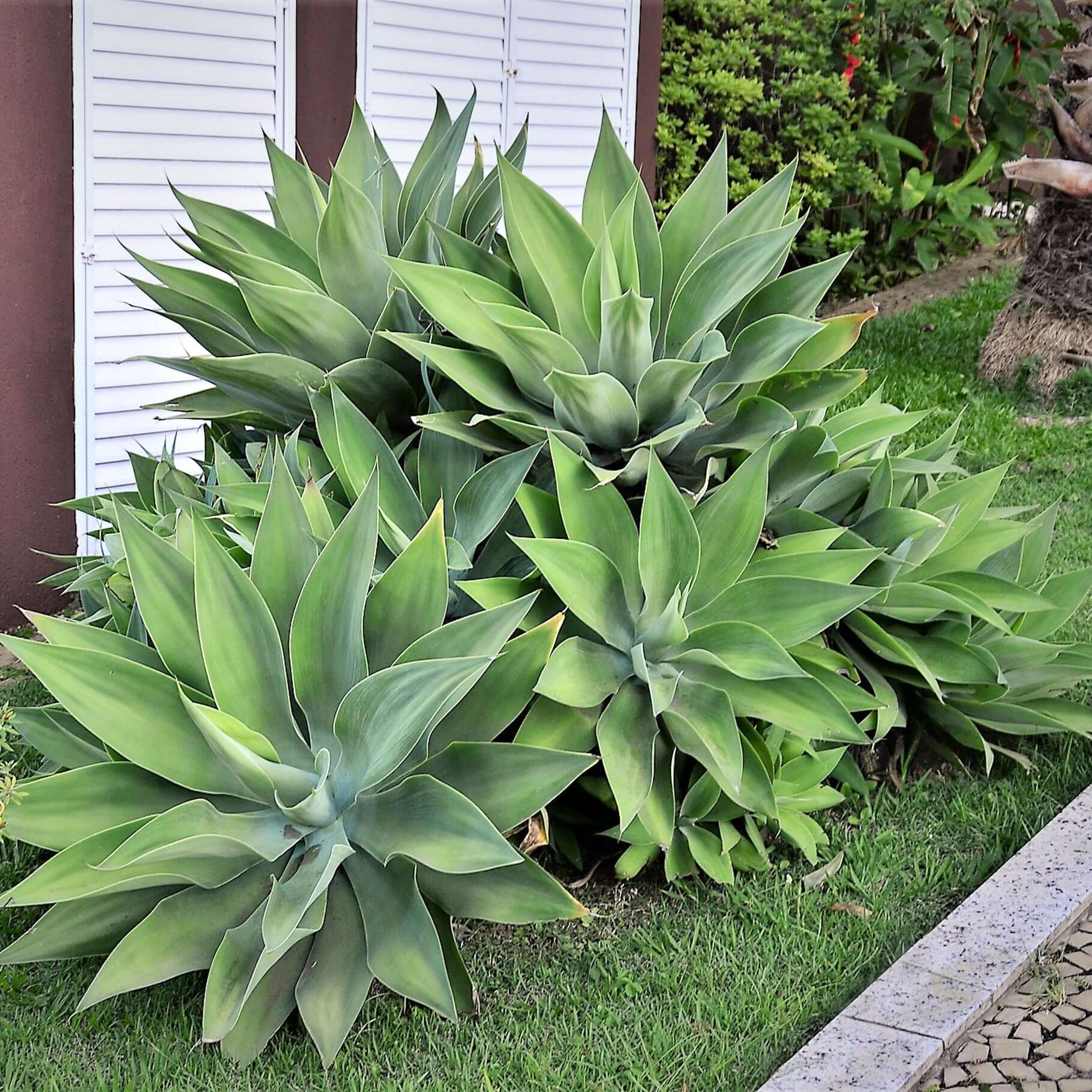 Foxtail Agave