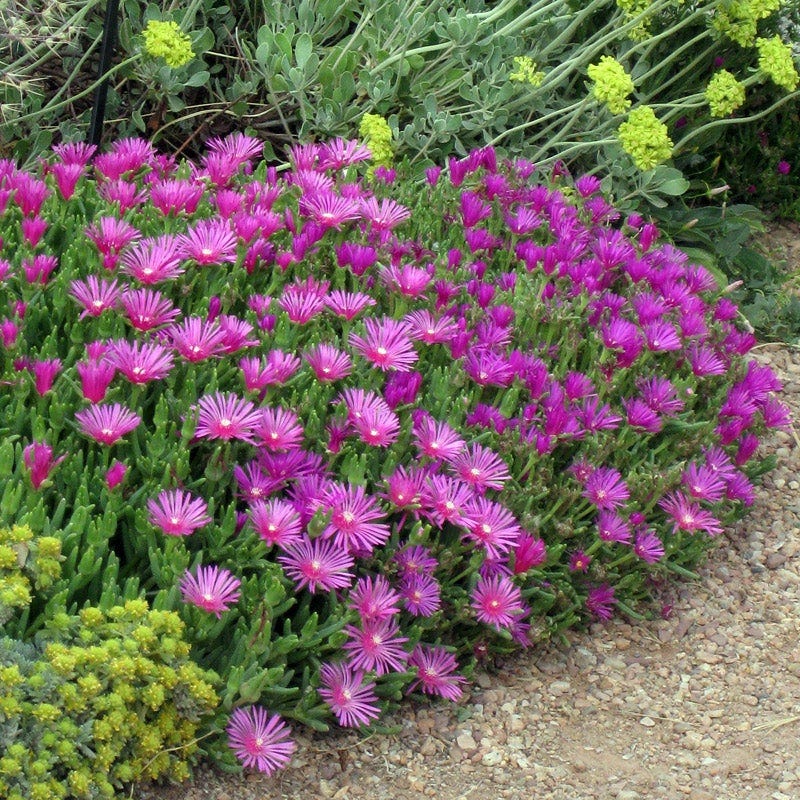 Iceplant