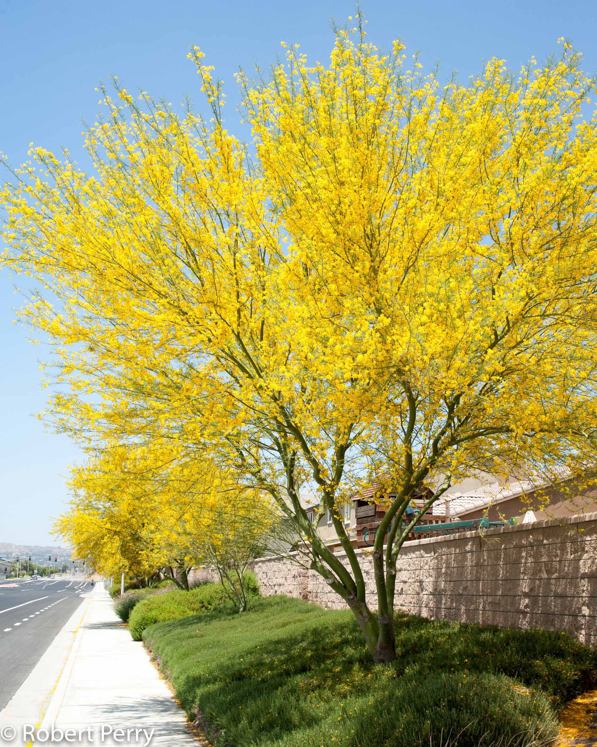 Palo Verde