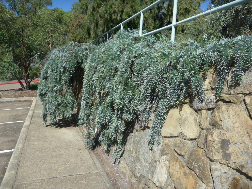 Prostrated Acacia