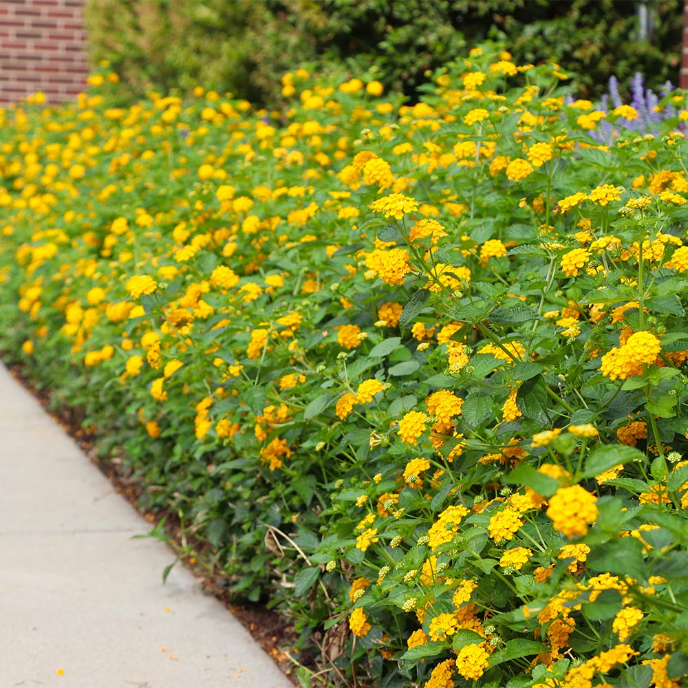 Yellow Lantana